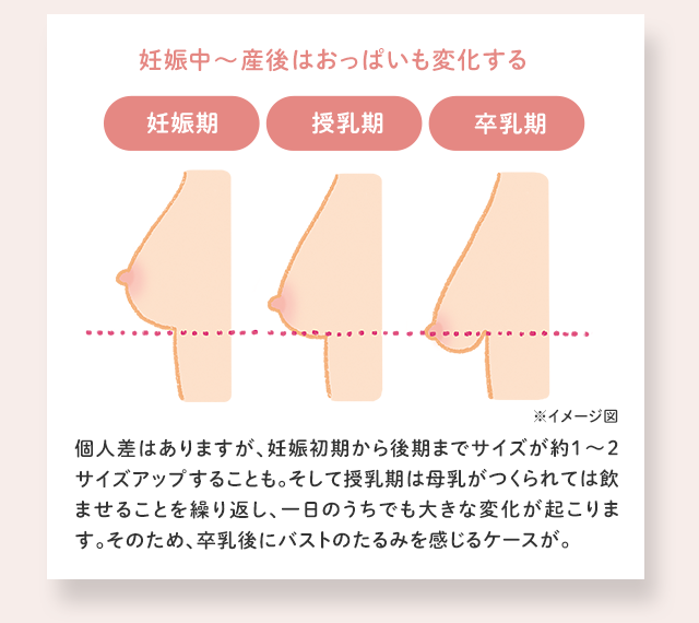 妊娠中～産後はおっぱいも変化する／妊娠期 授乳期 卒乳期 個人差はありますが、妊娠初期から後期までサイズが約1～2サイズアップすることも。そして授乳期は母乳がつくられては飲ませることを繰り返し、一日のうちでも大きな変化が起こります。そのため、卒乳後にバストのたるみを感じるケースが。 ※イメージ図