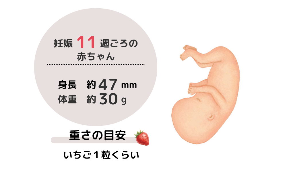 妊娠3カ月（妊娠11週目ごろ）の赤ちゃんは、身長は約47mm、体重は約30gで、重さの目安は、いちご1粒くらいです。