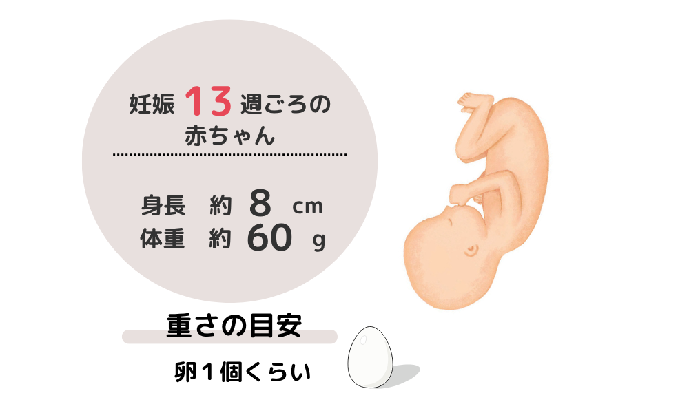 妊娠4カ月（妊娠13週目ごろ）の赤ちゃんは、身長は約9cm、体重は約60gで、重さの目安は、卵1個分くらいです。