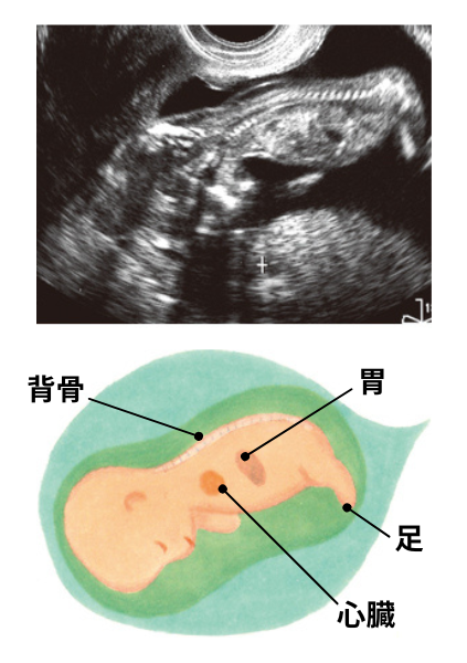 妊娠14週目の胎児の様子
