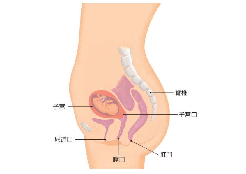 妊娠15週ころのママの体の変化とおなかの赤ちゃんの成長