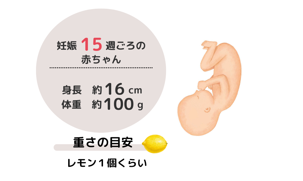 妊娠4カ月（妊娠15週目ごろ）の赤ちゃんは、身長は約16cm、体重は約100gで、重さの目安は、レモン1個くらいです。