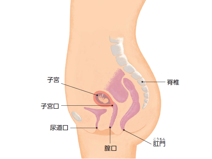 妊娠7週の妊婦の基本情報。おなかの赤ちゃんは2頭身に。一気にヒトへ進化しています。