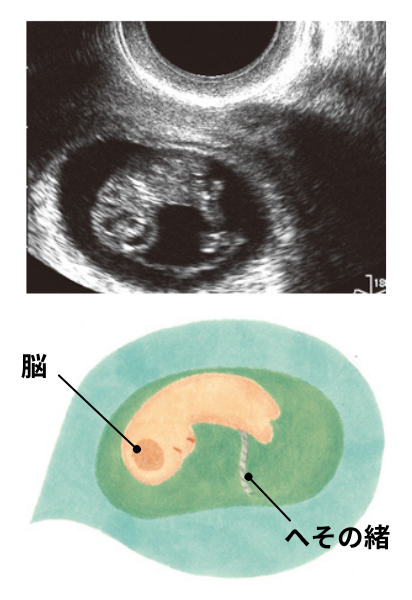 妊娠9週目の赤ちゃんの様子