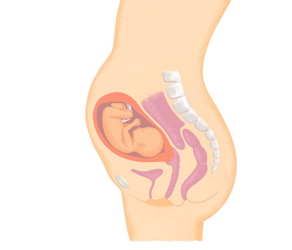 妊娠週 たまひよ 医師監修 妊婦の症状や体の変化 赤ちゃんの成長