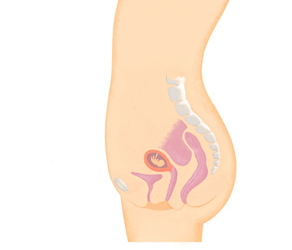 妊娠5週 たまひよ 医師監修 妊婦の症状や体の変化 赤ちゃんの成長